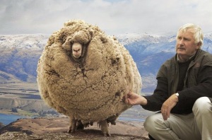 shrek-the-sheep-65